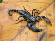 Schwarzer Skorpion
