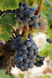 Grappe de raisin