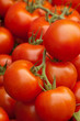 fresh red organic tomatoes on the vine fresh red organic tomatoes on the vine