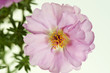 Portulak Rose Rosa