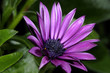 osteospermum