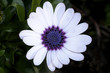 osteospermum