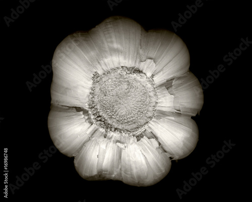 Photo: Garlic head detail in black and white Garlic head detail in black and white