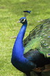 Blauer Pfau