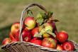 Corbeille de pommes