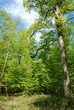foret
