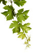 Foto: Weinranke Weinranke