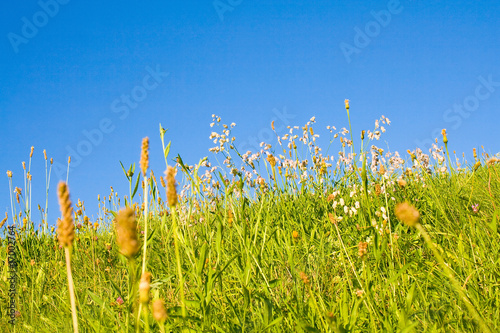Photo: Eine Idyllische Wiese im Sommer Eine Idyllische Wiese im Sommer