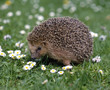 Igel_111569