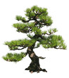 Bonsai Tree Bonsai Tree