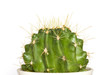 Green Cactus