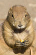 Marmot