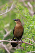 Common Grackle