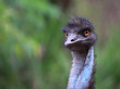 Emu