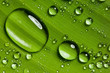 Green leaf with drops of water
