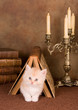 Kitten under a book