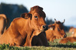 vache tarentaise