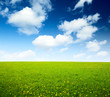 field of spring flowers and perfect sky
