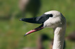 Close-up of Trumpeter Swan