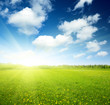 field of spring flowers and perfect sky field of spring flowers and perfect sky