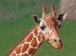 Close-up of Reticulated Giraffe
