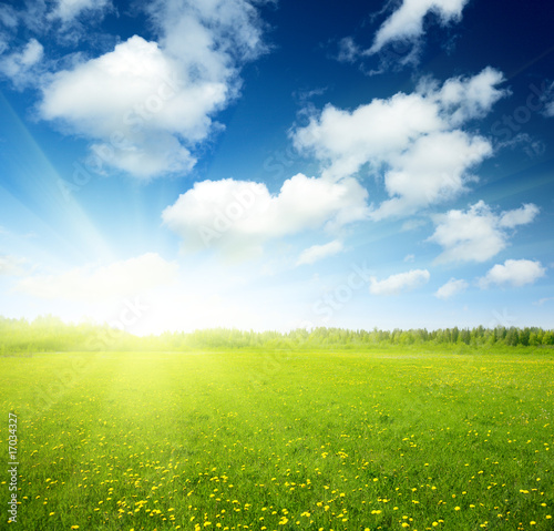 Foto: field of spring flowers and perfect sky field of spring flowers and perfect sky