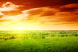 spring green field of grass and sunset spring green field of grass and sunset