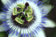 Passionsblume an Hauswand