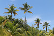 SAINT BARTH