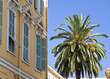 Hausfassade und Palme in der Altstadt von Nizza Hausfassade und Palme in der Altstadt von Nizza