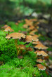 magic mushrooms