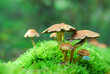 magic mushrooms