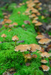 magic mushrooms