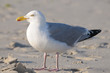 Silbermöwe am Strand