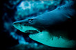 shark