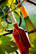 Wine bottles between vine leaves Wine bottles between vine leaves