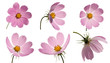 Set of pink cosmoses
