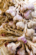 garlic, street market in Castellane, Provence, France