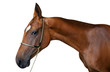 Akhal-teke stallion isolated on the white background