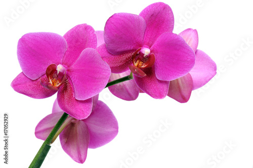 Foto: Orchidee Orchidee