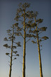 agave's flowers