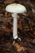 Knollenblätterpilz