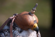Greifvogel mit Haube