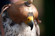 Greifvogel mit Haube
