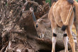 Elenantilope