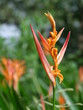 Fleurs tropicales