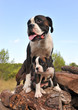 chienne et chiot boxer chienne et chiot boxer