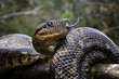 Madagaskar Boa
