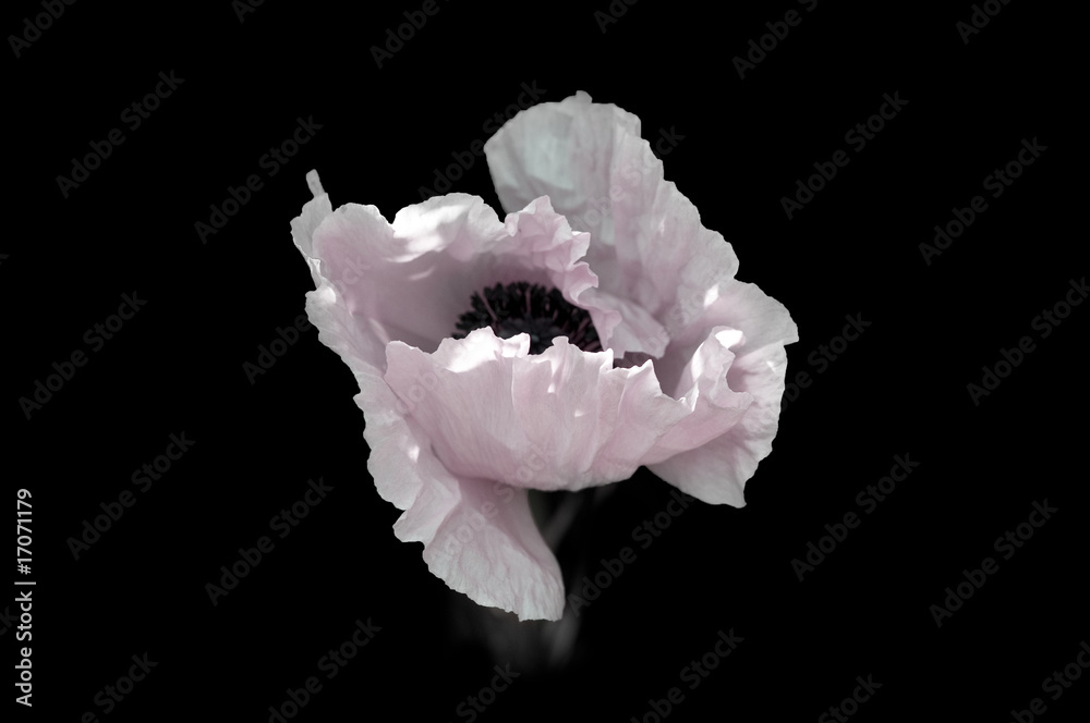 Mohnblüte
