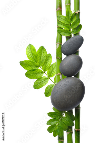 Bamboo